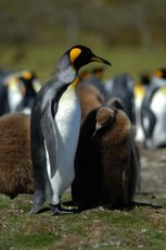 Königspinguin (36 von 84).jpg